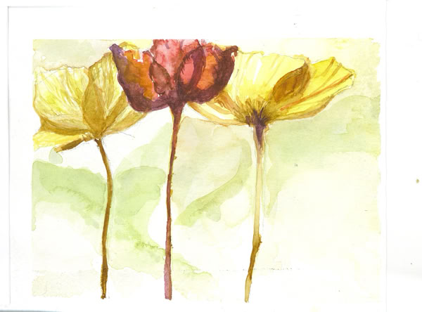 Poppies