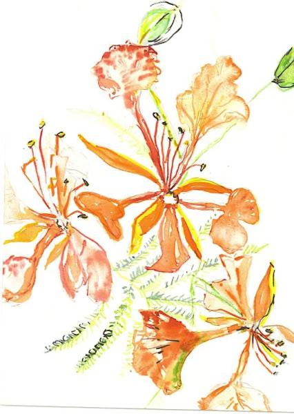 Poinsiana blossom on tree