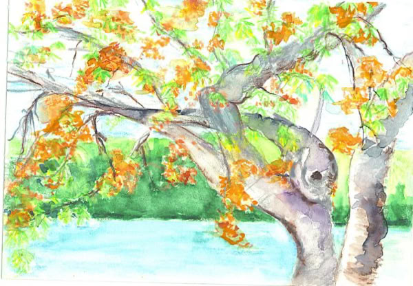 Royal Poinciana Tree,  Bermuda